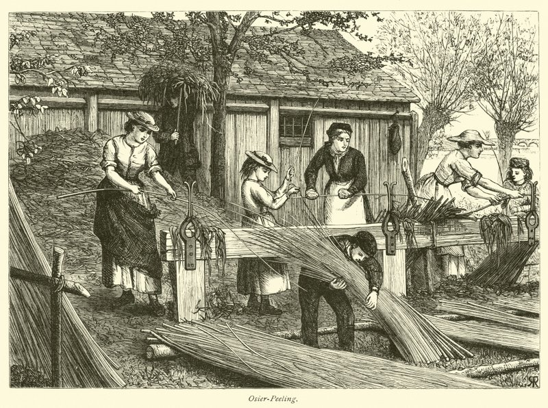 Wilgenpellen door English School