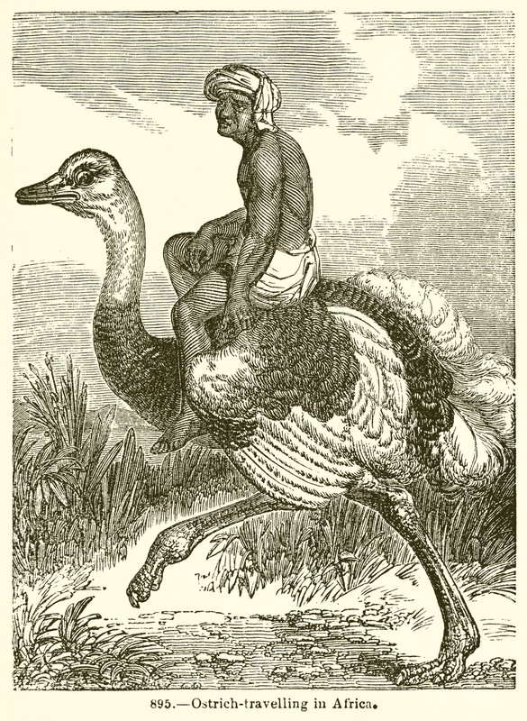 Struisvogelreizen in Afrika door English School