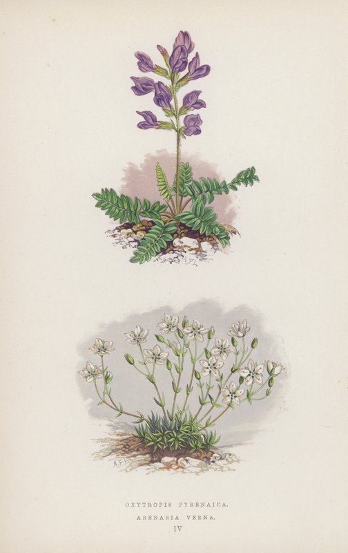 Oxytropis Pyrenaica; Arenaria Verna door English School