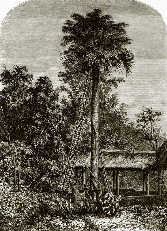 Palmboom in Groot Andaman door English School