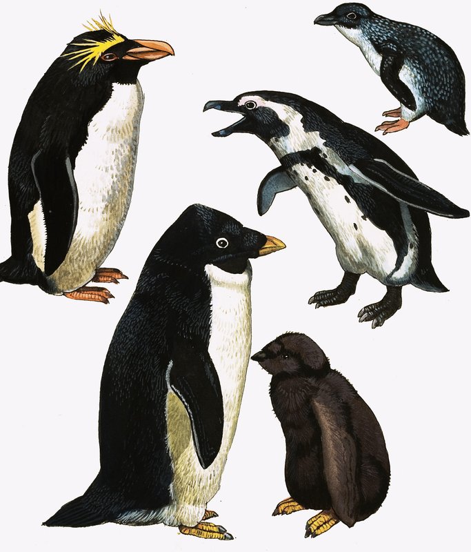 Pinguïns door English School