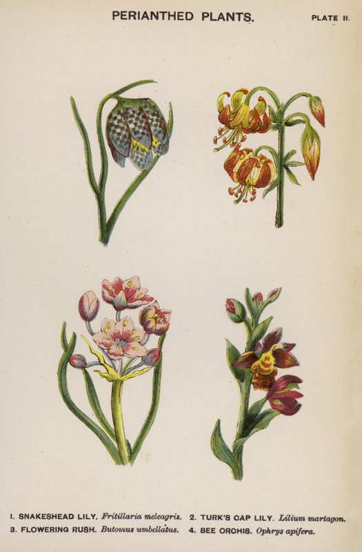 Perianthe Planten door English School