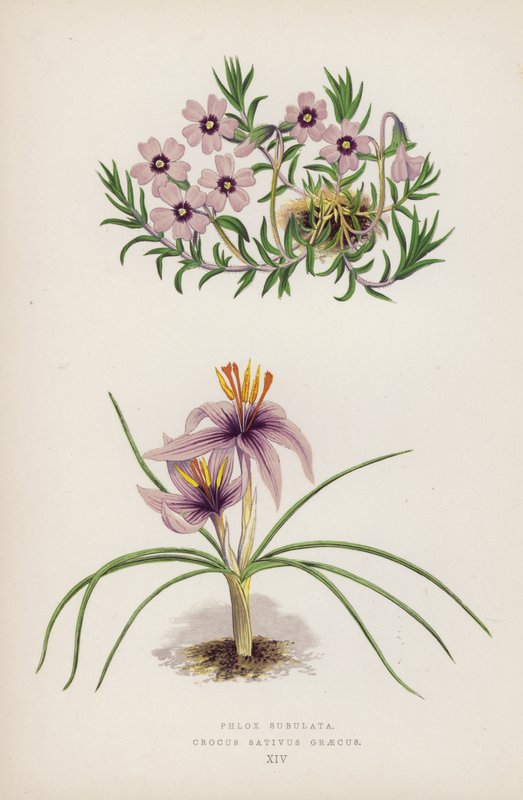 Phlox Subulata; Crocus Sativus Graecus (kleur litho) door English School