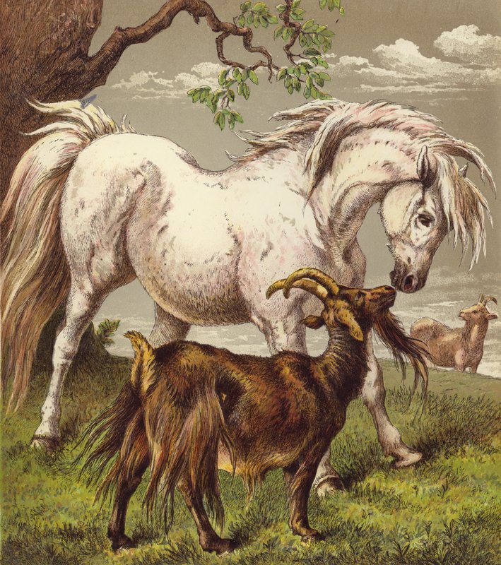 Pony en Geiten door English School