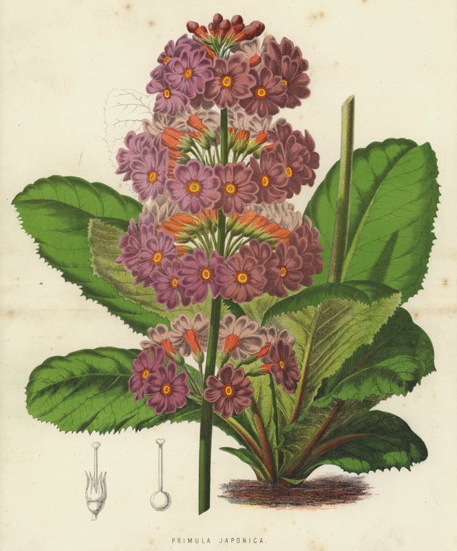 Primula Japonica door English School