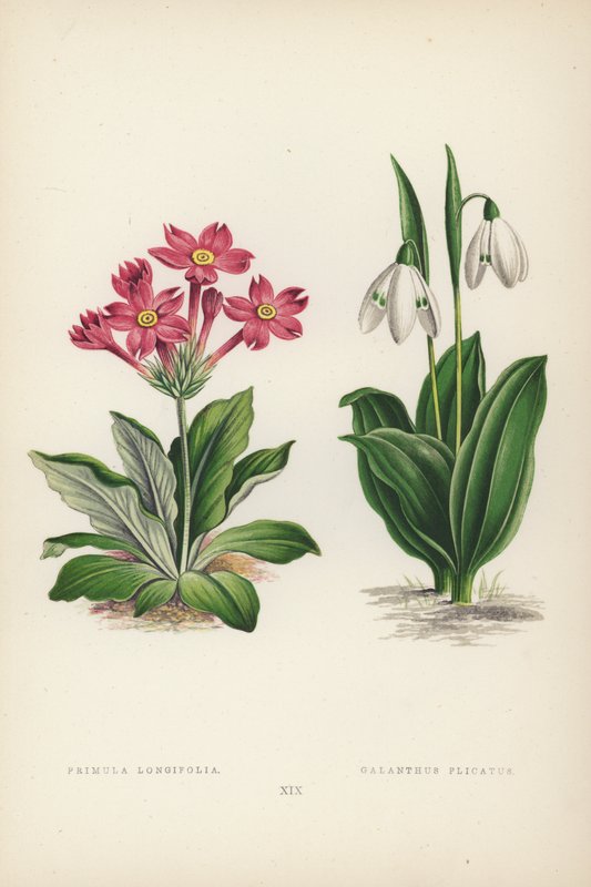 Primula Longifolia; Galanthus Plicatus (kleur litho) door English School