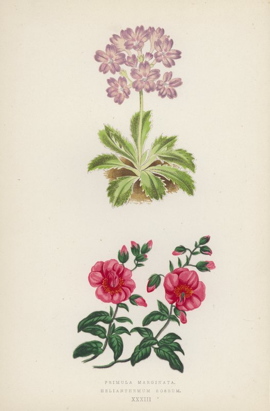 Primula Marginata; Helianthemum Roseum door English School