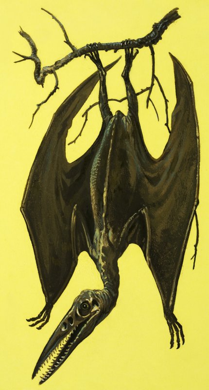 Pterodactylus door English School