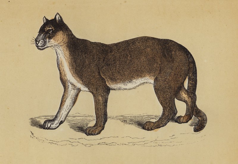 Puma door English School
