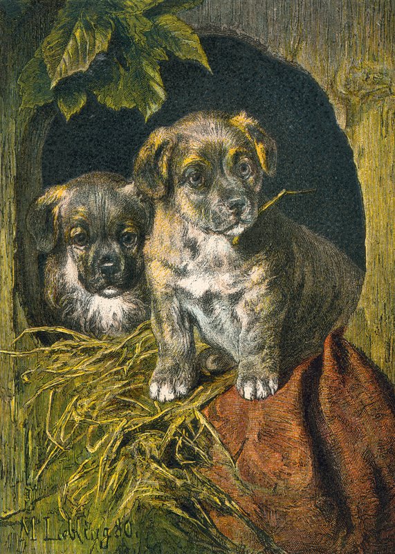 Puppy