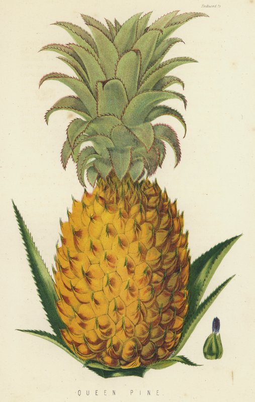 Koningin Ananas door English School