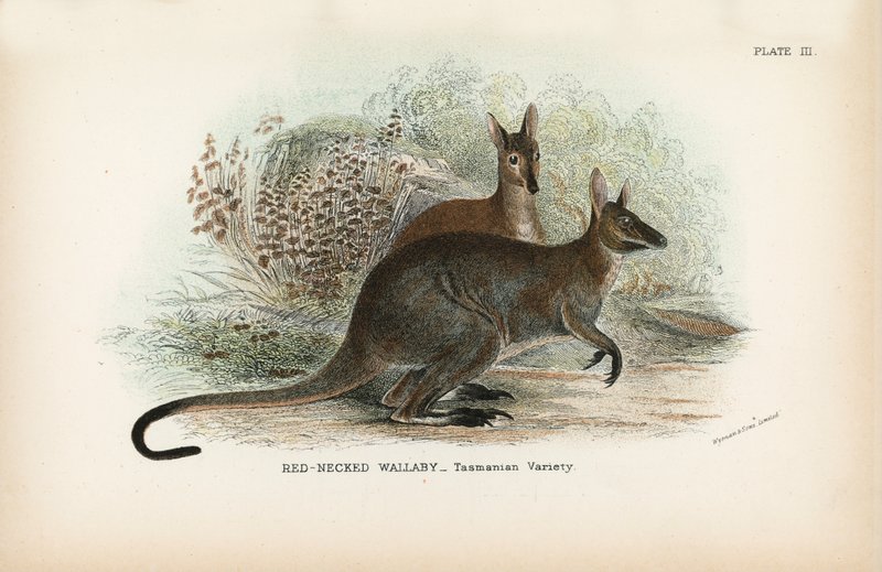 Roodnek wallaby_Tasmaanse variëteit door English School
