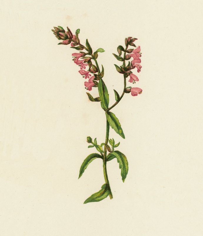 Rode Bartsia, Bartsia Odontites door English School
