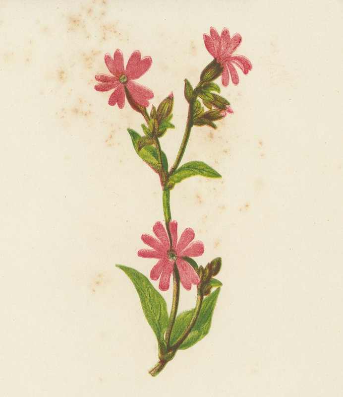 Dagkoekoeksbloem, Lychnis Dioica door English School