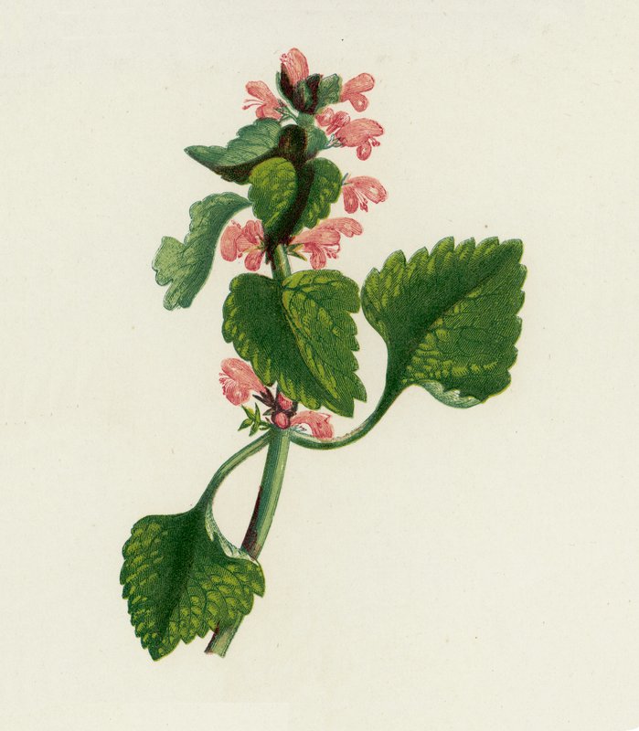 Rode Dovenetel, Lamium Purpureum door English School