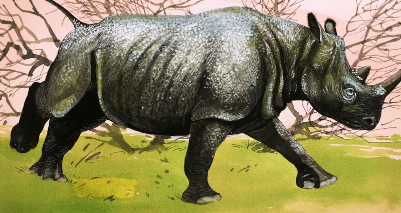 Neushoorn door English School