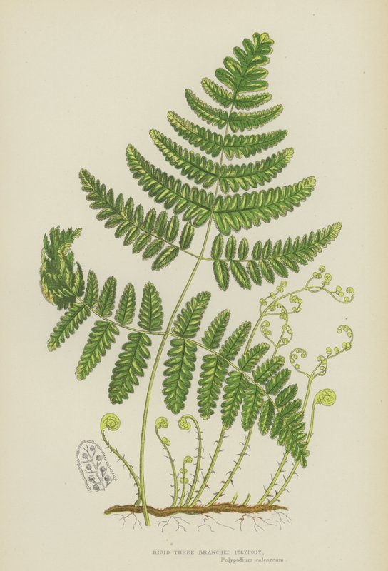 Stijve Drie-Tak Polypody (kleur litho) door English School