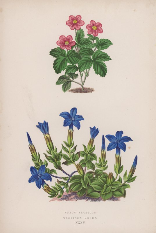 Rubus Arcticus; Gentiana Verna (kleur litho) door English School