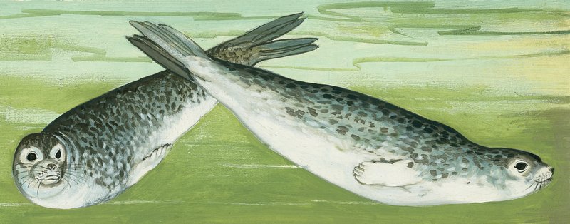 Zeehonden door English School
