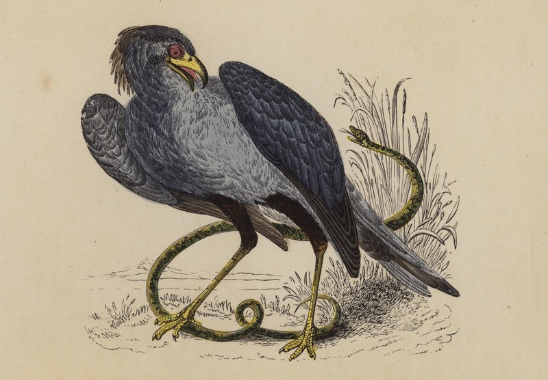 Secretarisvogel door English School