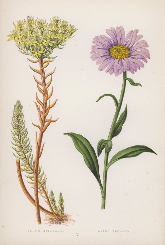 Sedum Reflexum; Aster Alpinus (kleur litho) door English School