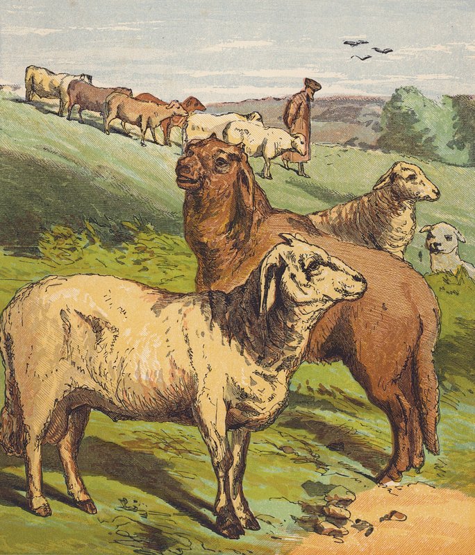 Schapen door English School