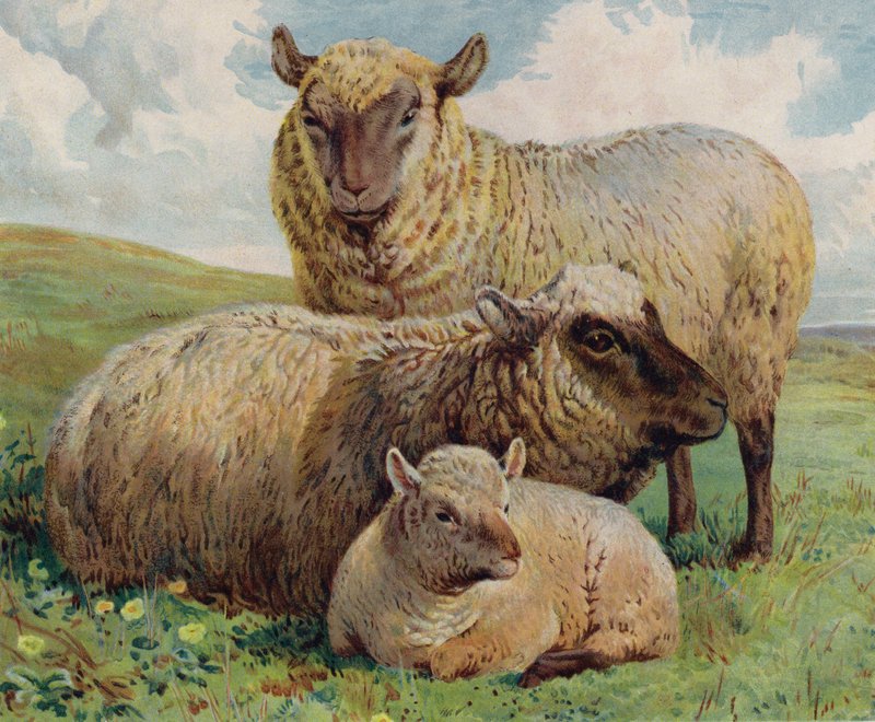 Schapen en lam door English School