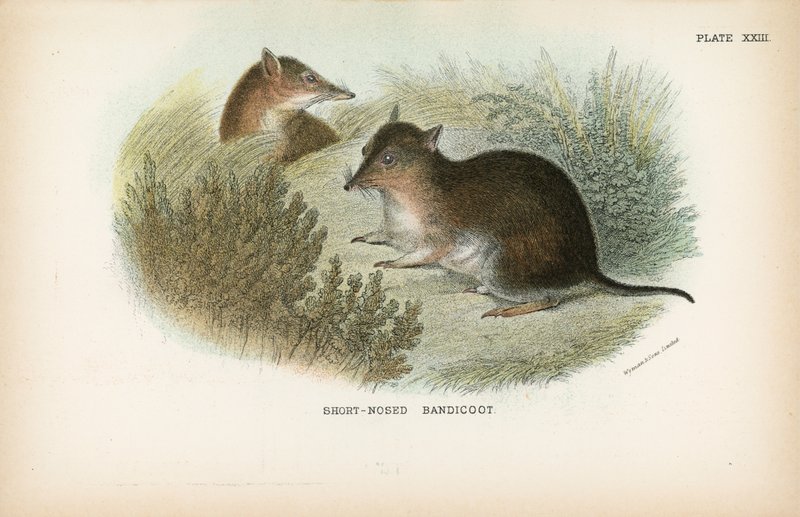 Kortneus buideldas door English School