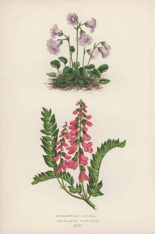 Soldanella Alpina; Hedysarum Obscurum door English School