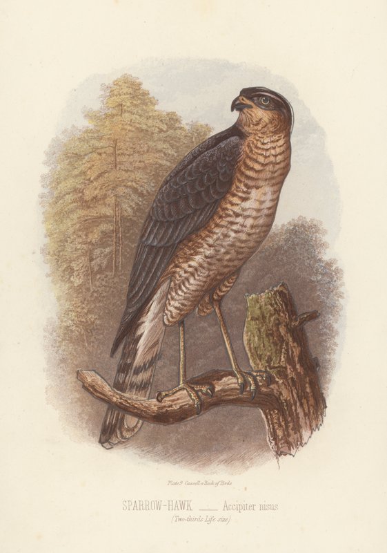 Sperwer, Accipiter Nisus (kleur litho) door English School