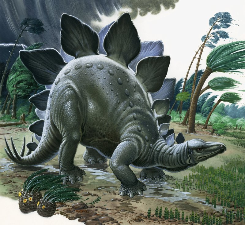 Stegosaurus door English School
