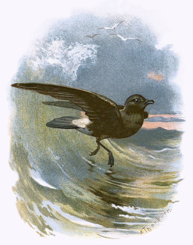 Stormvogel door English School