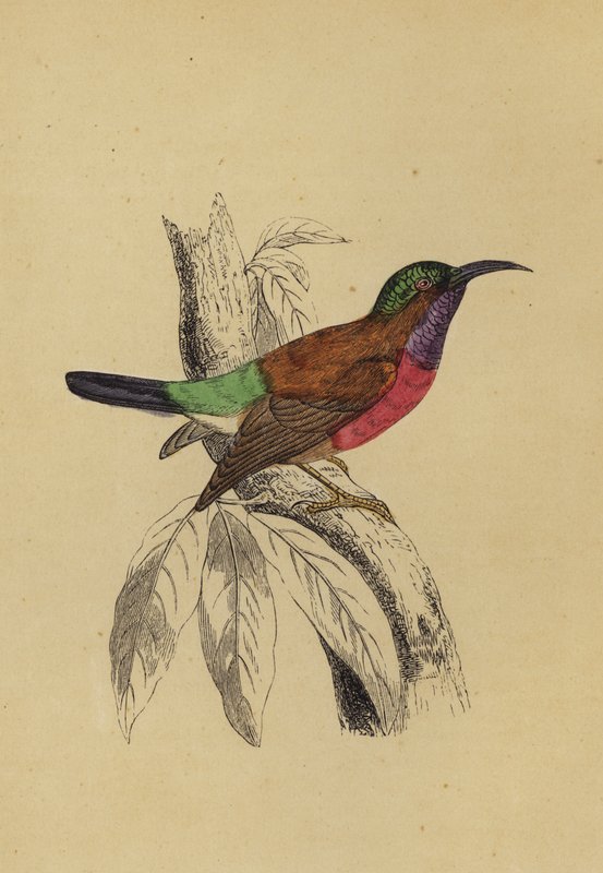 Zonvogel door English School