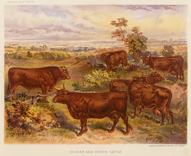 Sussex en Devon vee door English School