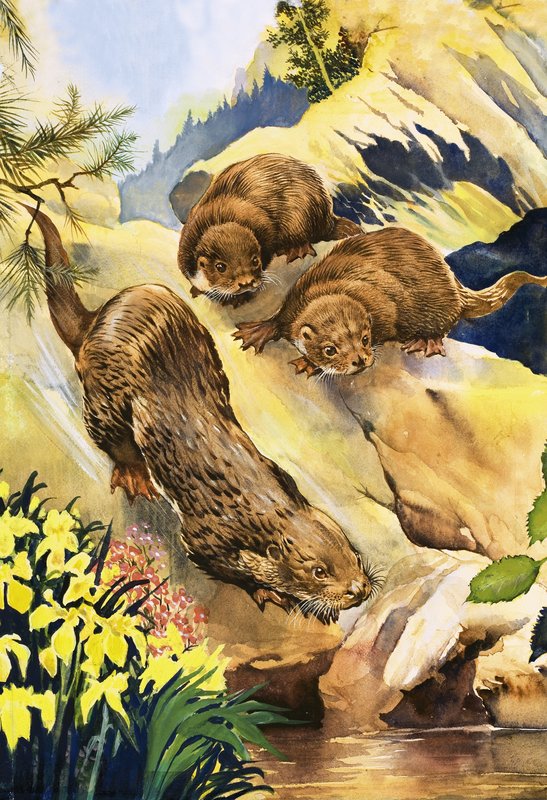 Zwemlessen voor otters door English School