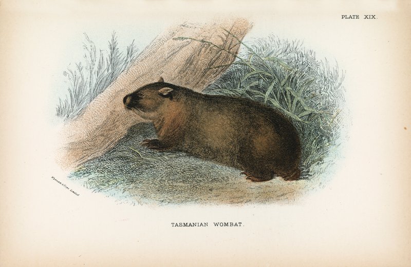 Tasmaanse Wombat door English School