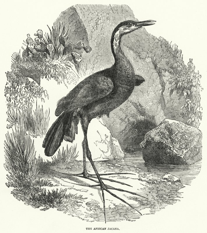 De Afrikaanse Jacana (gravure) door English School