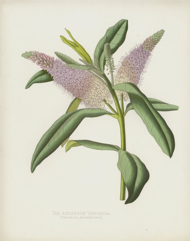 De Anderson Veronica, Veronica Andersonii door English School