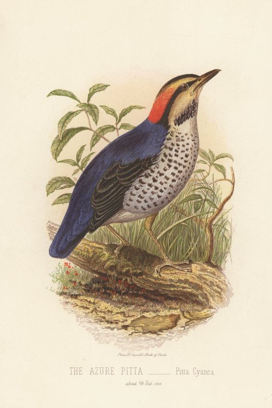 De Azuren Pitta, Pitta Cyanea door English School