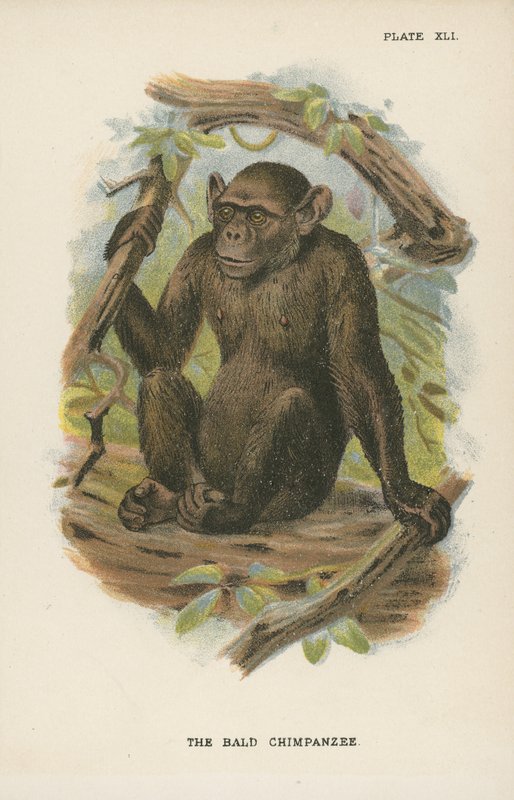 De Blad Chimpansee door English School