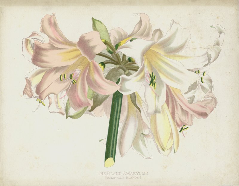 De Zachte Amaryllis, Amaryllis Blanda door English School