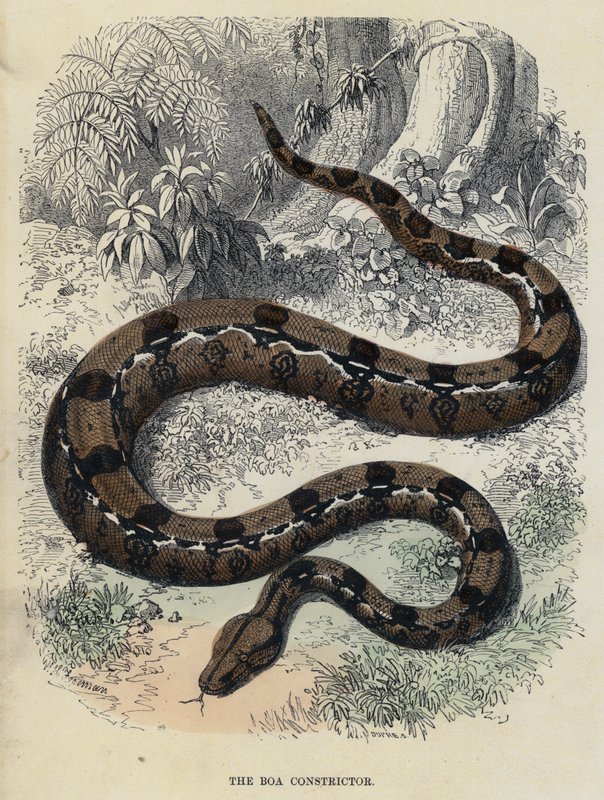 De Boa Constrictor (gekleurde gravure) door English School