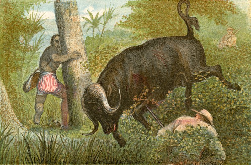 De buffel - 