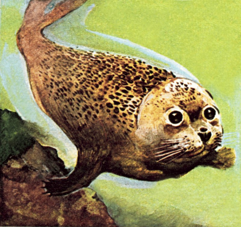 De gewone zeehond door English School