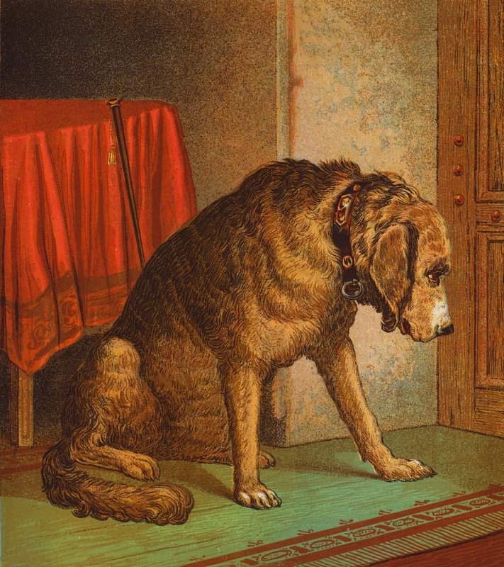 Het Huisdier van de Dokter door English School