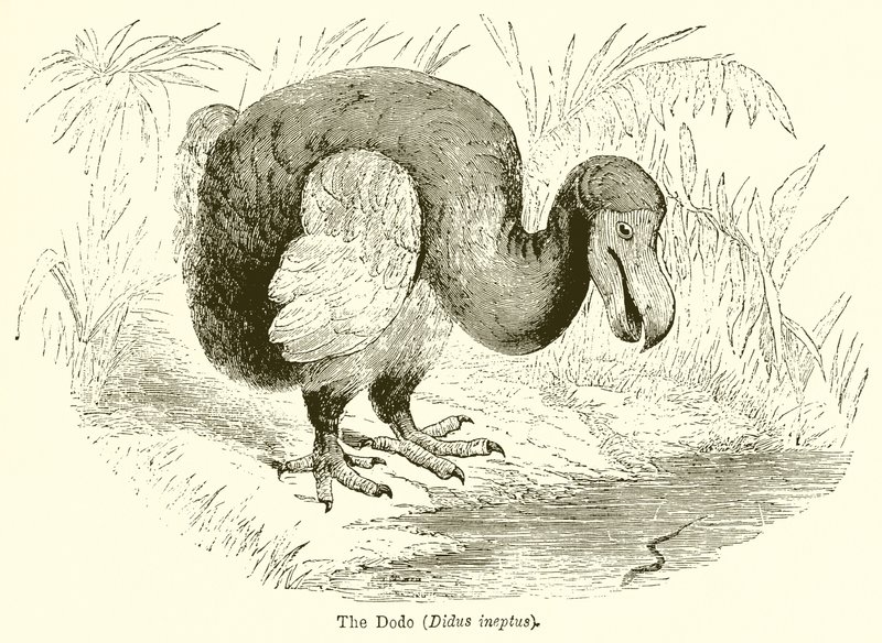 De Dodo (Didus Ineptus) door English School