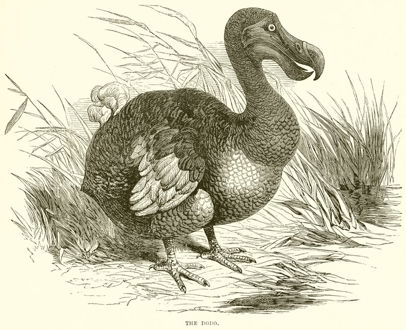 De dodo door English School