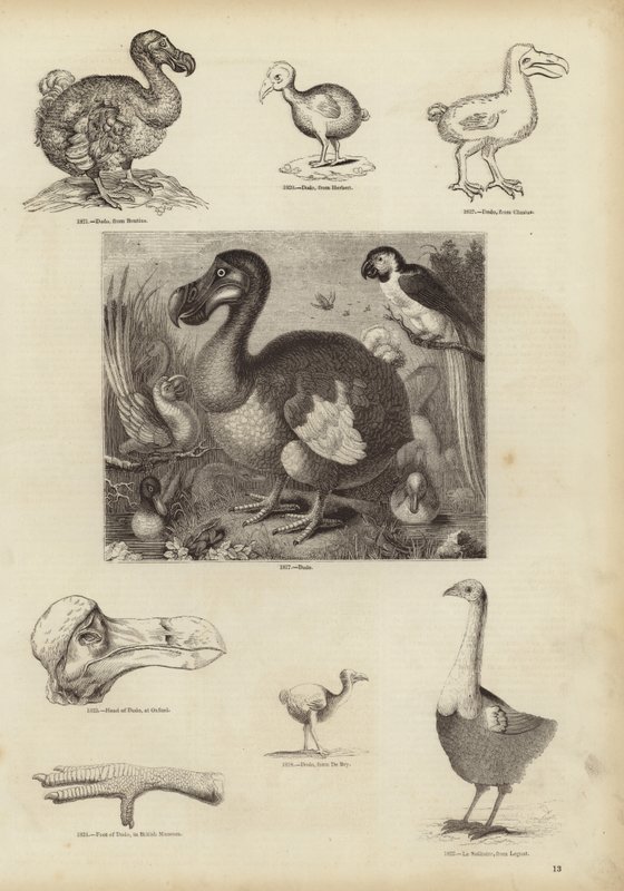 De Dodo door English School