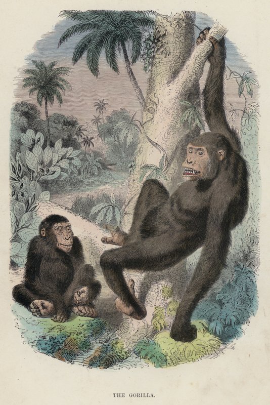 De gorilla door English School