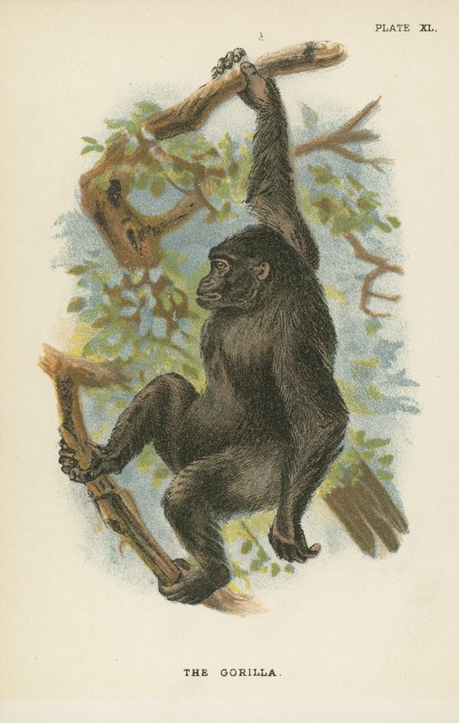 De Gorilla door English School